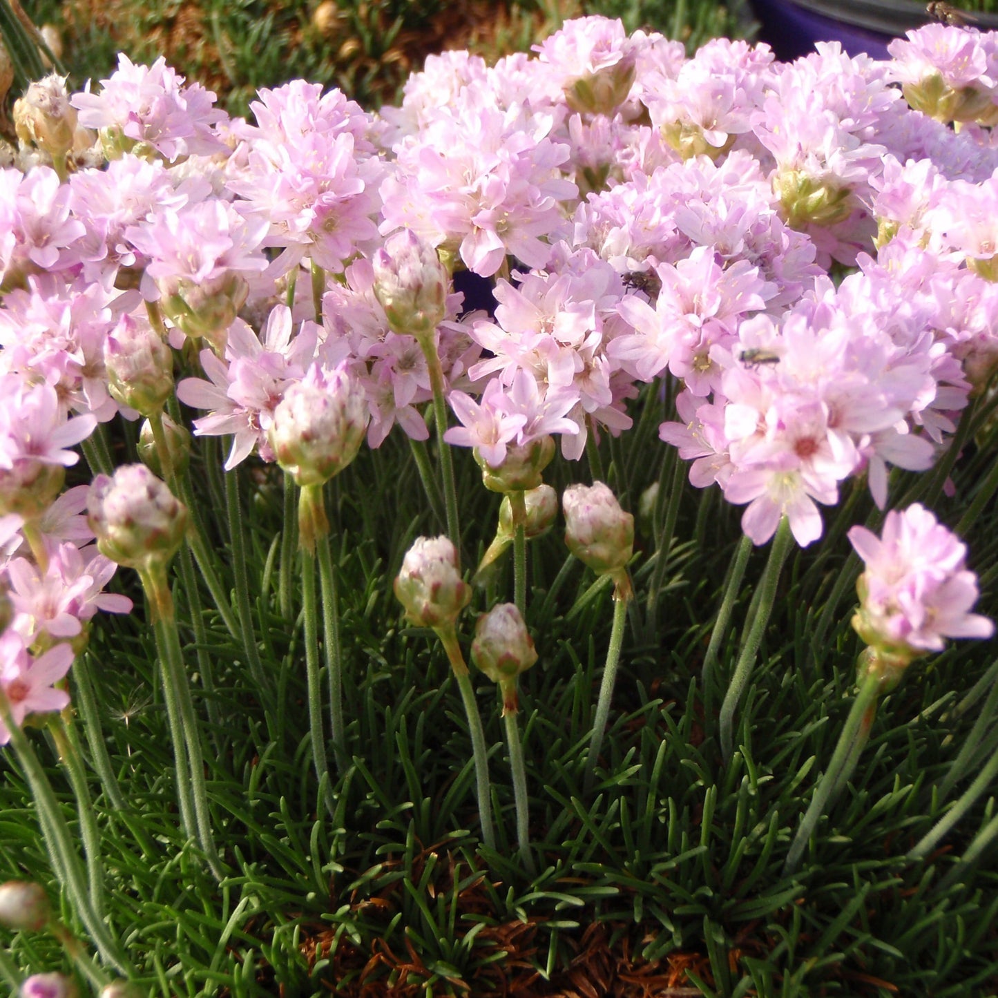 Armeria maritima 'Victor Reiter' Sea Thrift - 4.5"