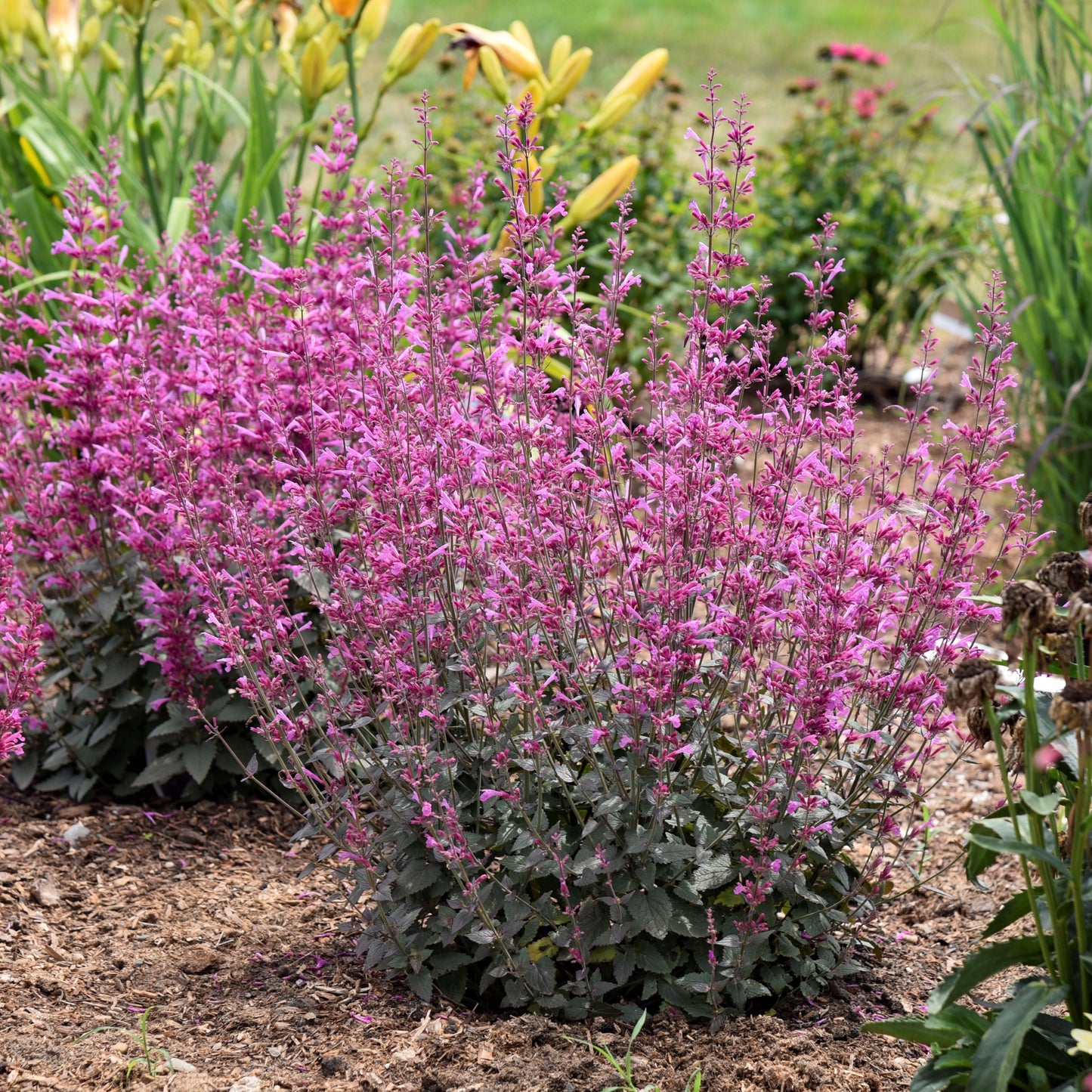 Agastache Meant to Bee® 'Royal Raspberry' PP34910 PW® - #1