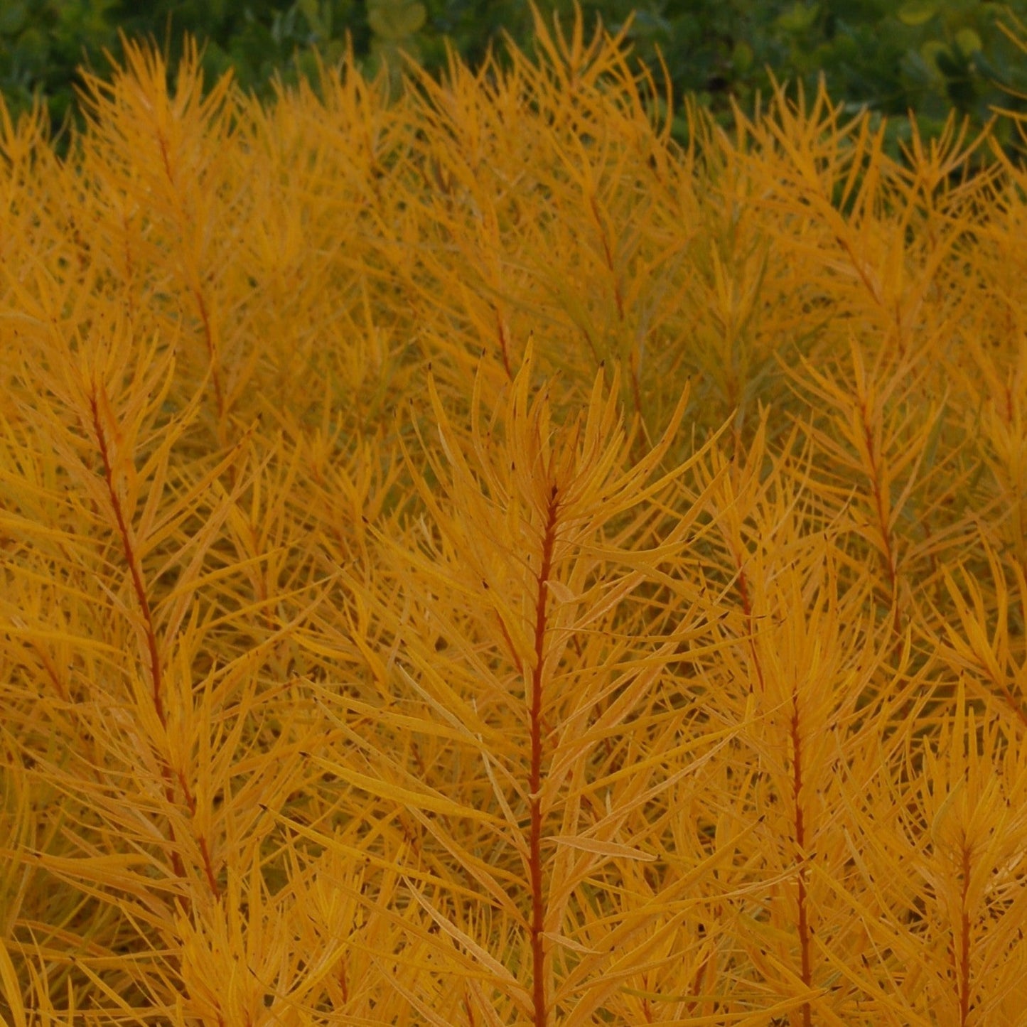 Amsonia hubrechtii 'Butterscotch' - Qt.