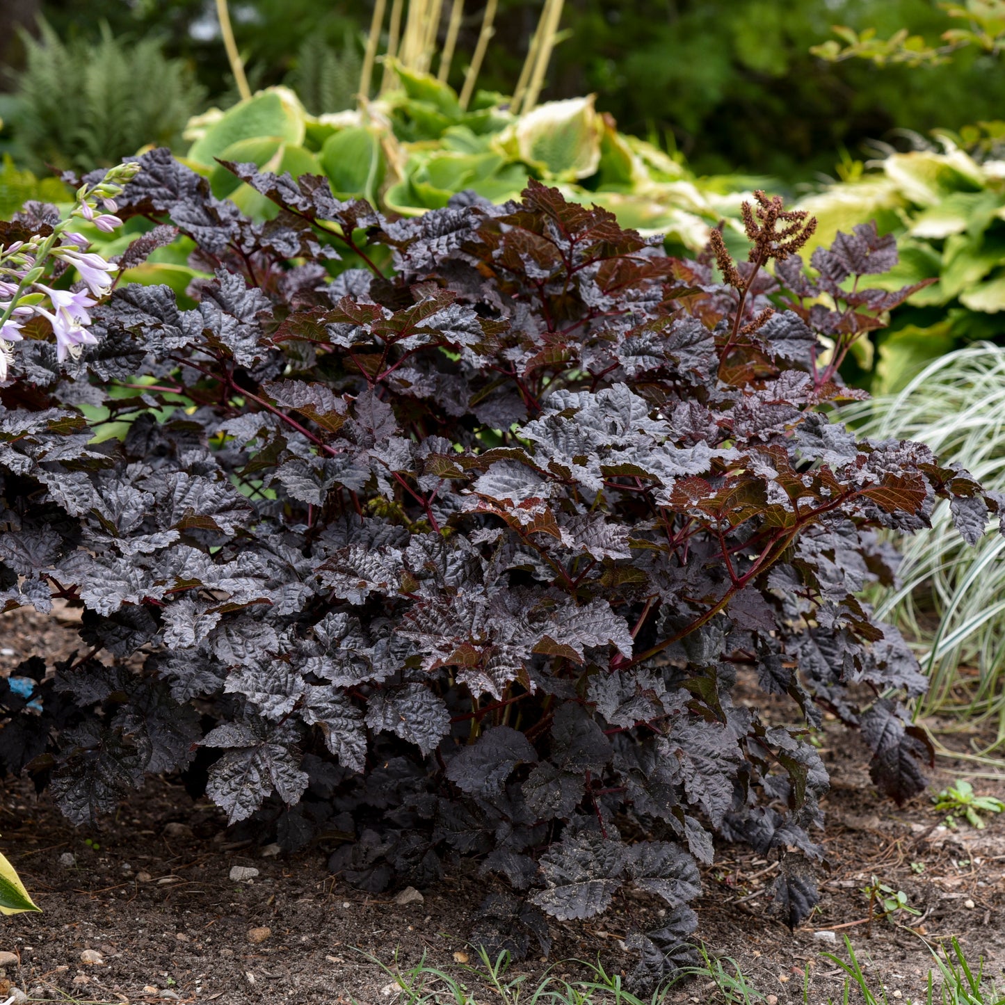 Astilbe chinensis 'Dark Side of the Moon' PP35461 PW® - #1