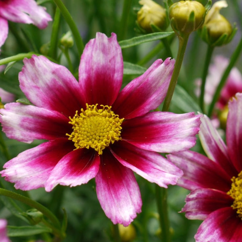 Coreopsis Li'l Bang™ 'Starstruck' PP28006 - #1