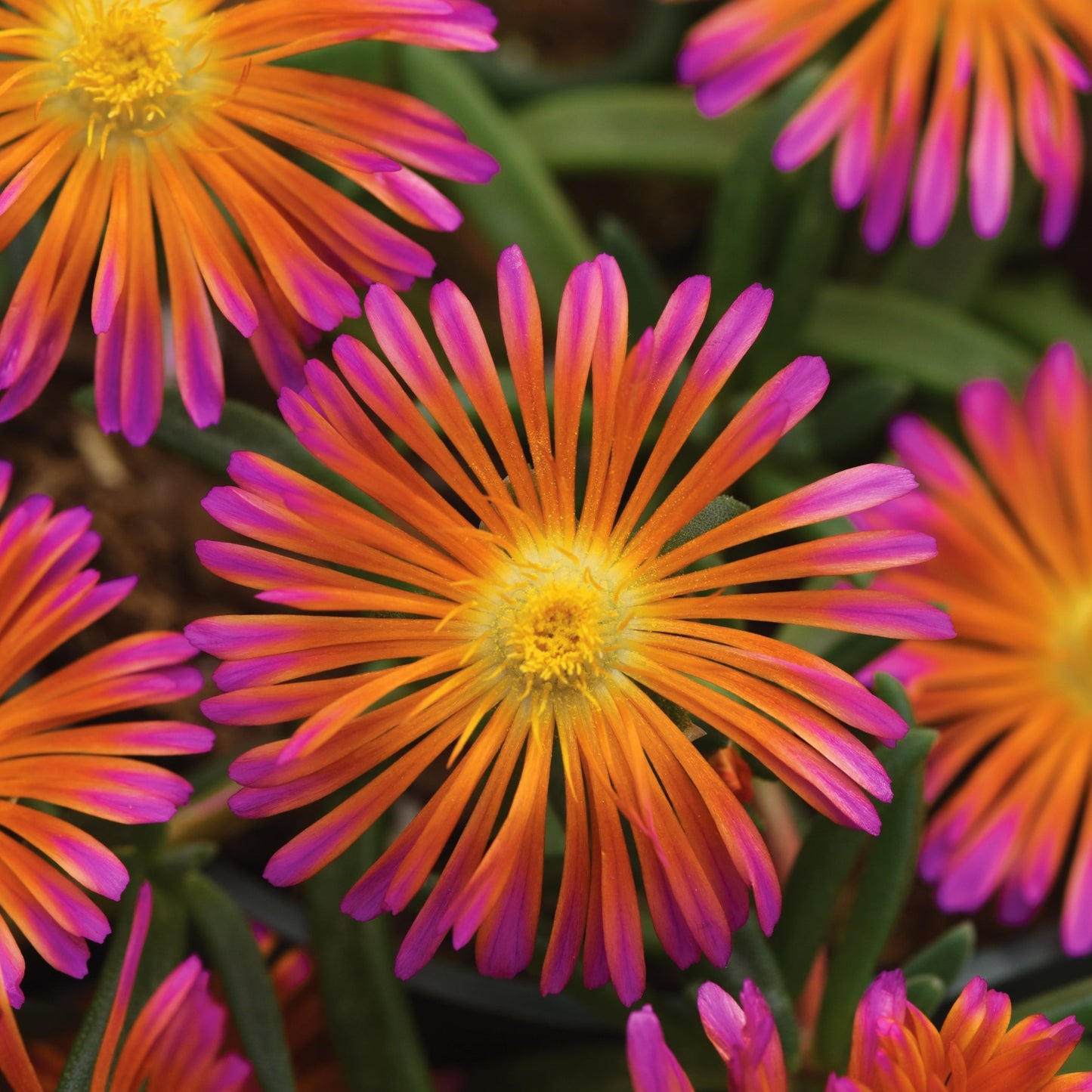 Delosperma Ocean Sunset™ 'Orange Glow' PPAF - #1