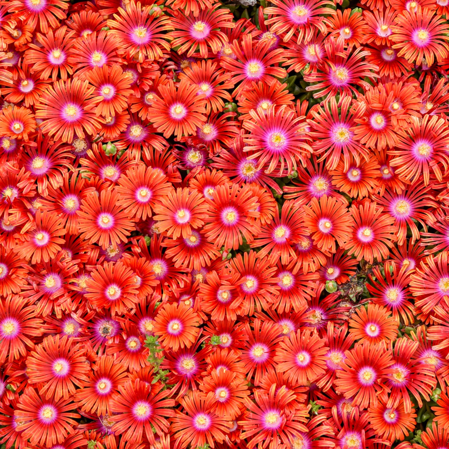 Delosperma Flashmob™ 'Macarena' PPAF - Qt.