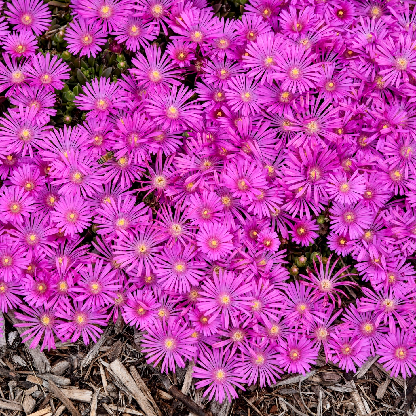 Delosperma Kaleidoscope™ 'Orchid Flash' PPAF PW® - #1