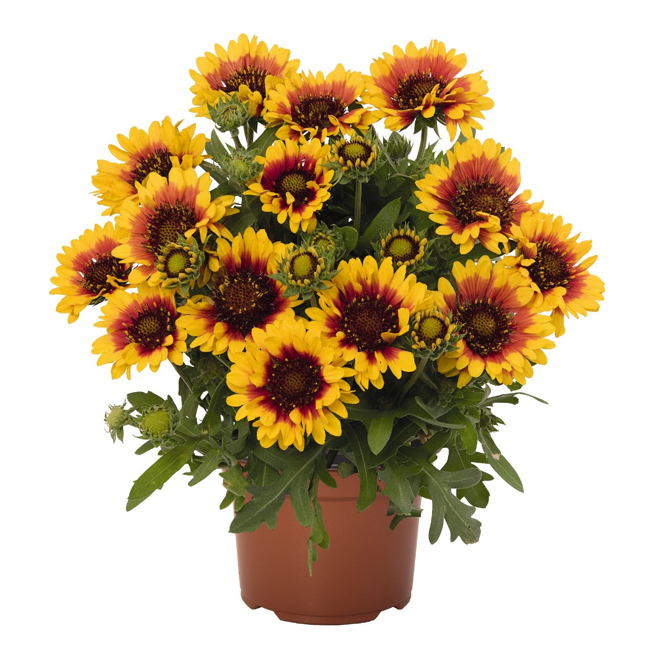Gaillardia 'SpinTop Red Starburst' Blanket Flower - #1
