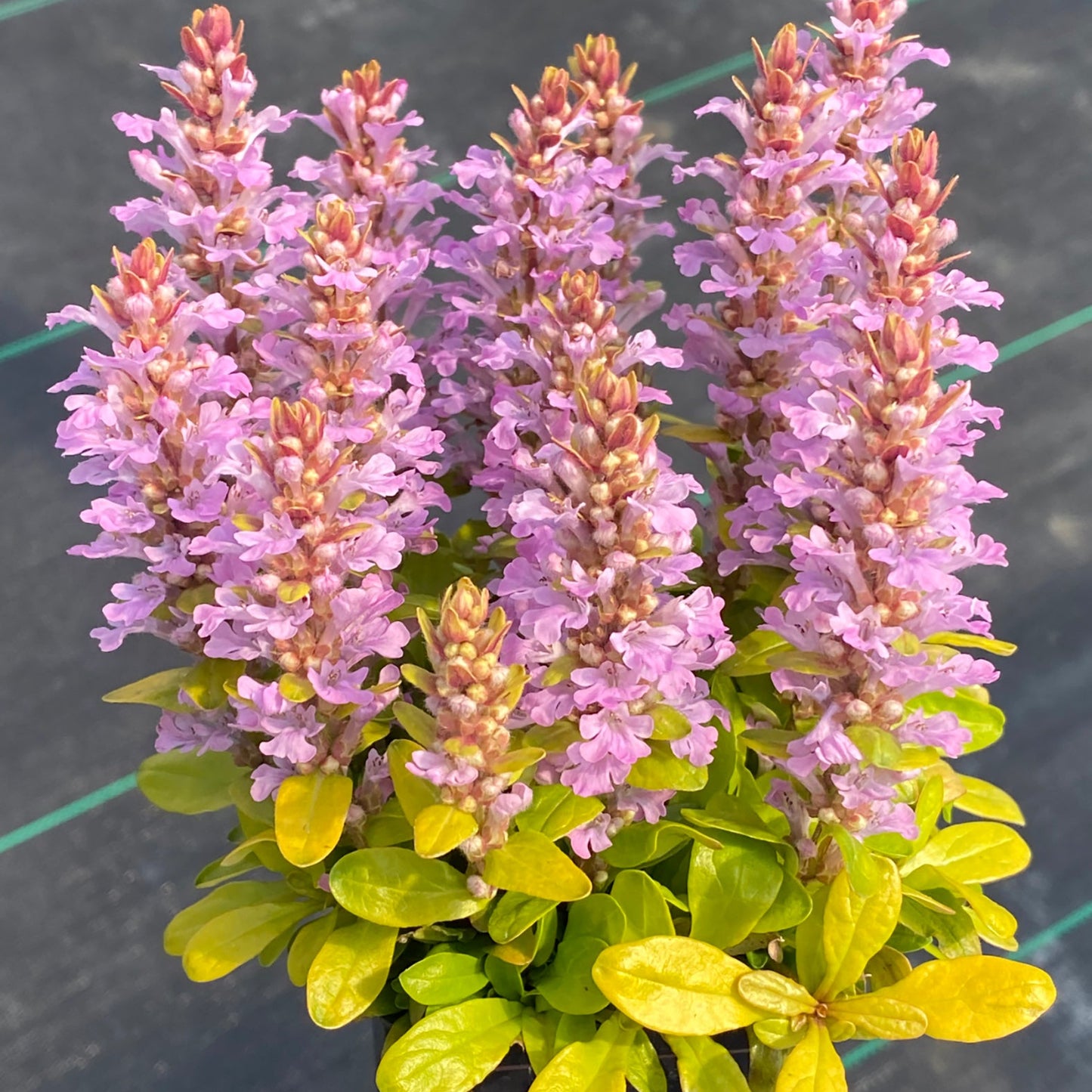 Ajuga Feathered Friends™ 'Raspberry Wren' PPAF - Qt.