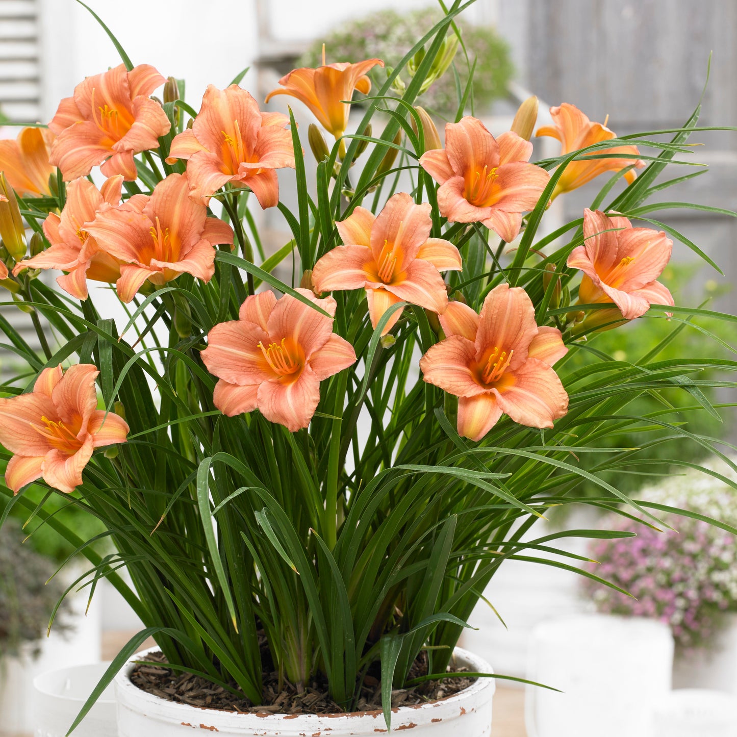 Hemerocallis 'EveryDaylily(R) Pink Wing' PP26605 Daylily - #1