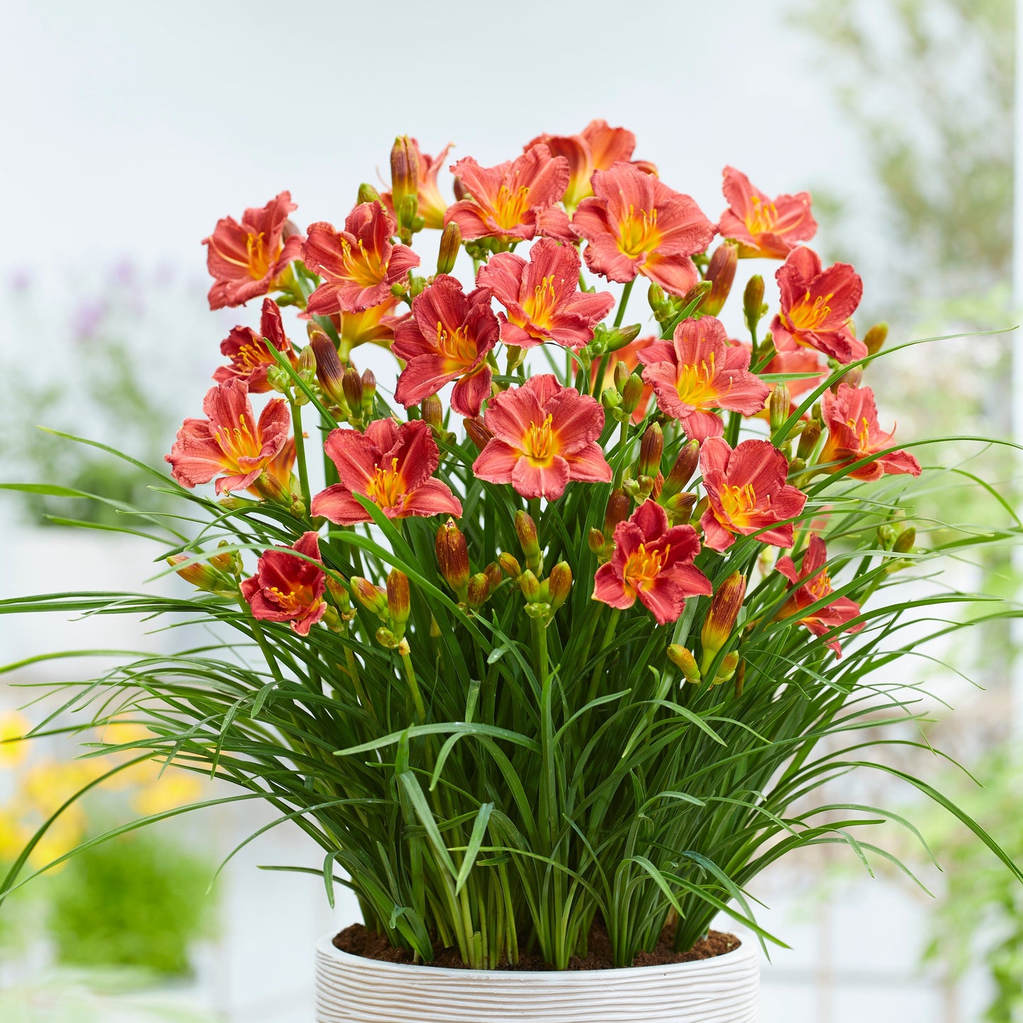 Hemerocallis 'EveryDaylily(R) Red' Daylily - #1