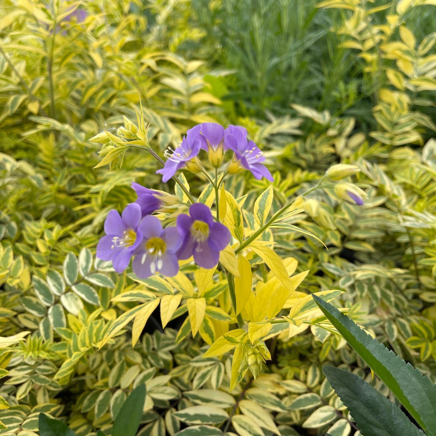 Polemonium boreale 'Golden Feathers' Jacob's Ladder - Qt.