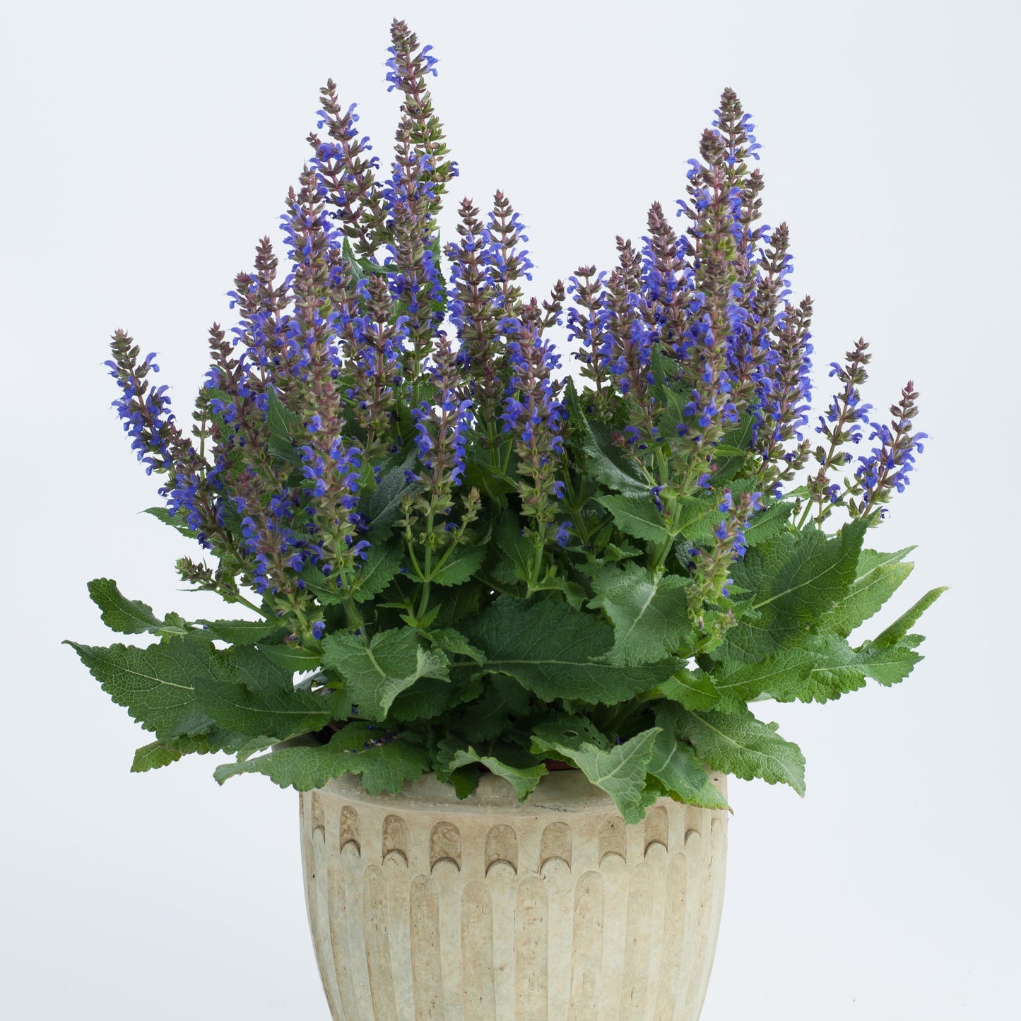 Salvia nemorosa Sallyrosa™ 'April Night' PP26520 - #1