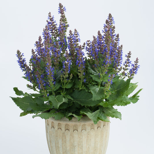 Salvia nemorosa Sallyrosa™ 'April Night' PP26520 - #1