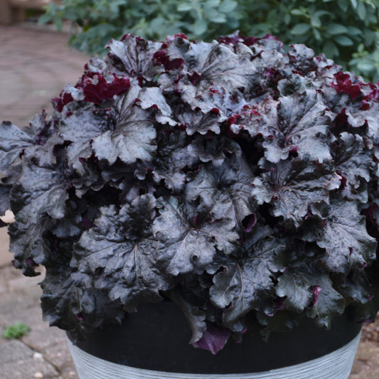 Heuchera Dressed Up® 'Evening Gown' PP34288 PW® Coral Bells - #1
