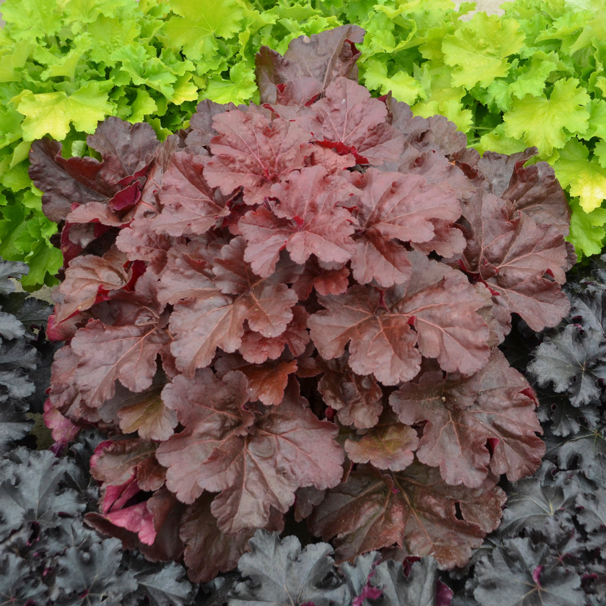 Heuchera Primo® 'Mahogany Monster' PP31395  Coral Bells  PW® - #1