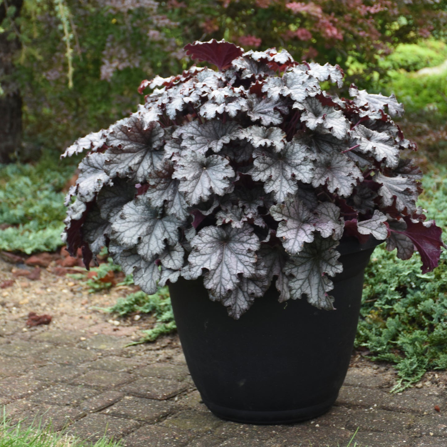 Heuchera Dressed Up® 'Prom Dress' PPAF PW® -#1