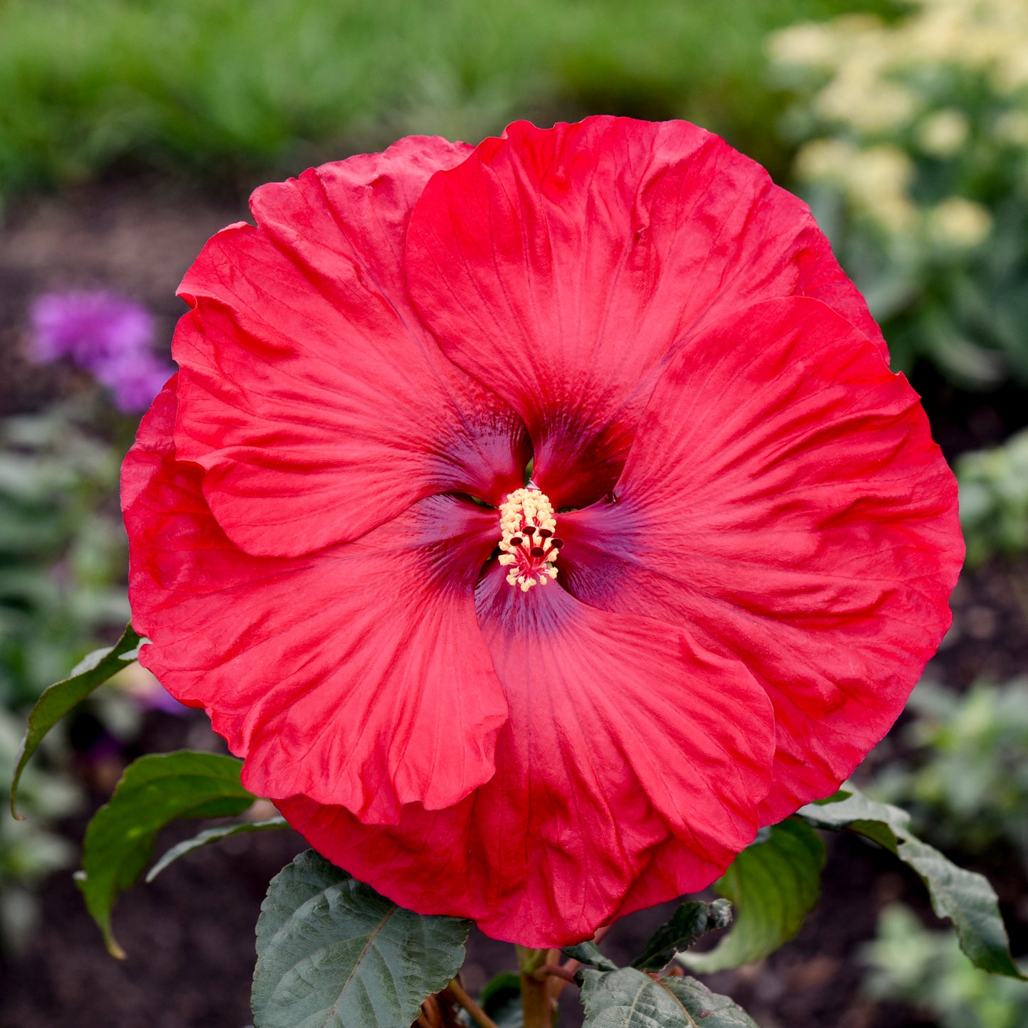 Hibiscus Summerific® 'Valentine's Crush' PP35170 PW® - #1