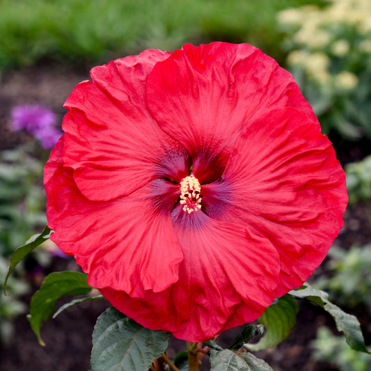 Hibiscus Summerific® 'Valentine's Crush'   PP35170   PW® - #1