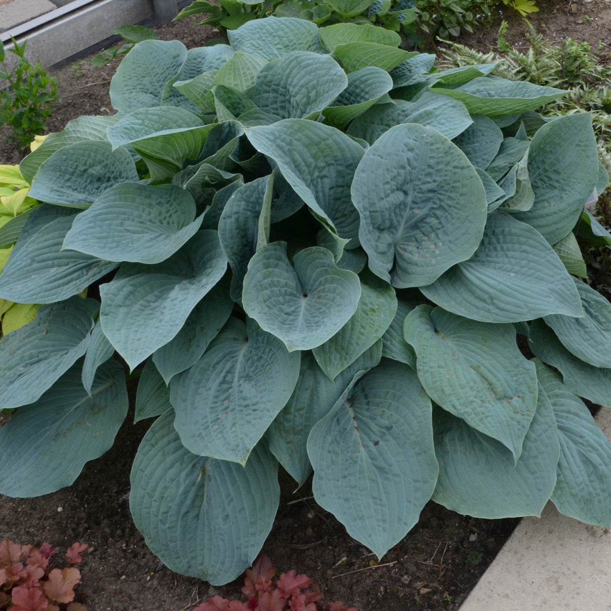 Hosta 'Blueberry Muffin' - #1