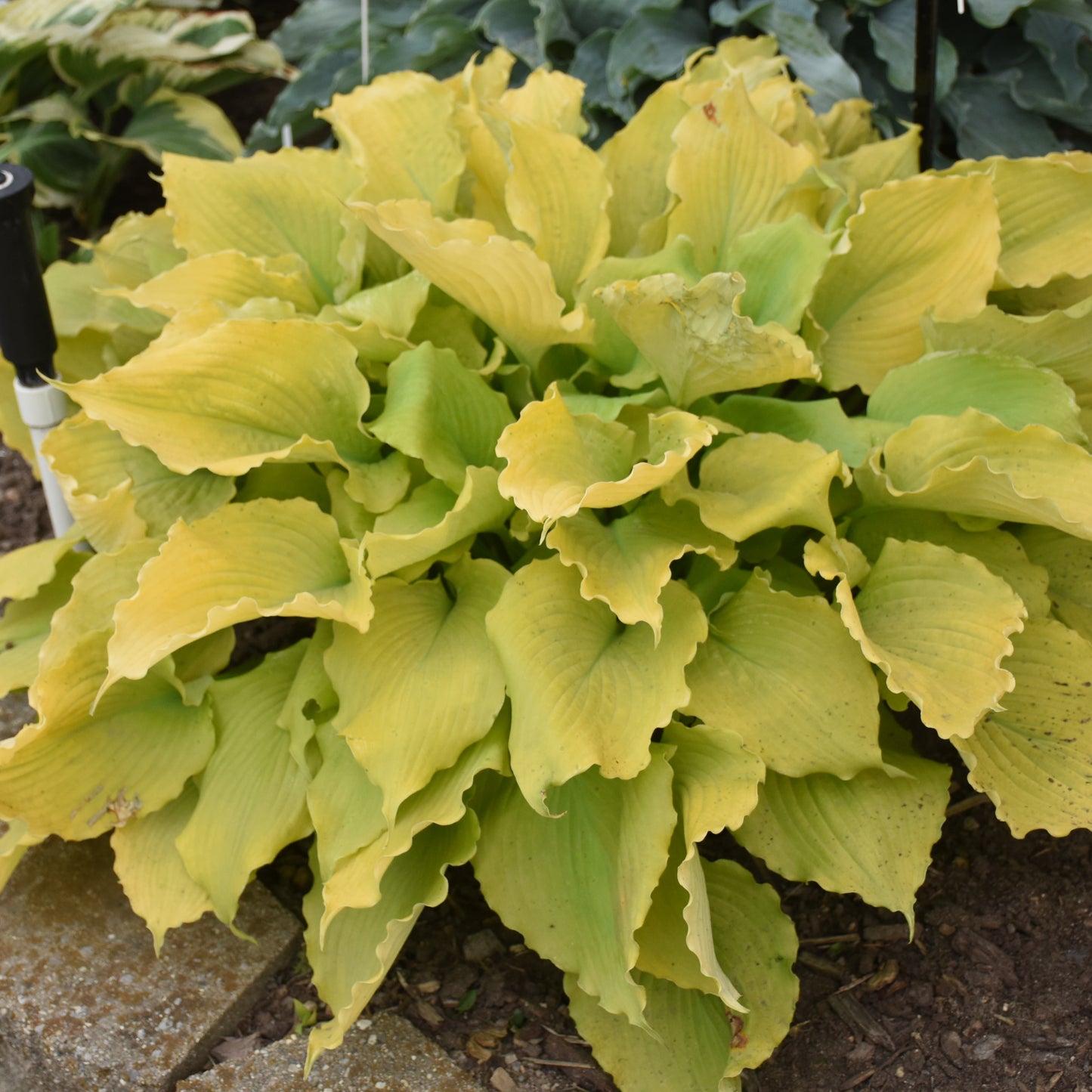 Hosta Shadowland® 'Echo the Sun' PPAF PW® - Qt.