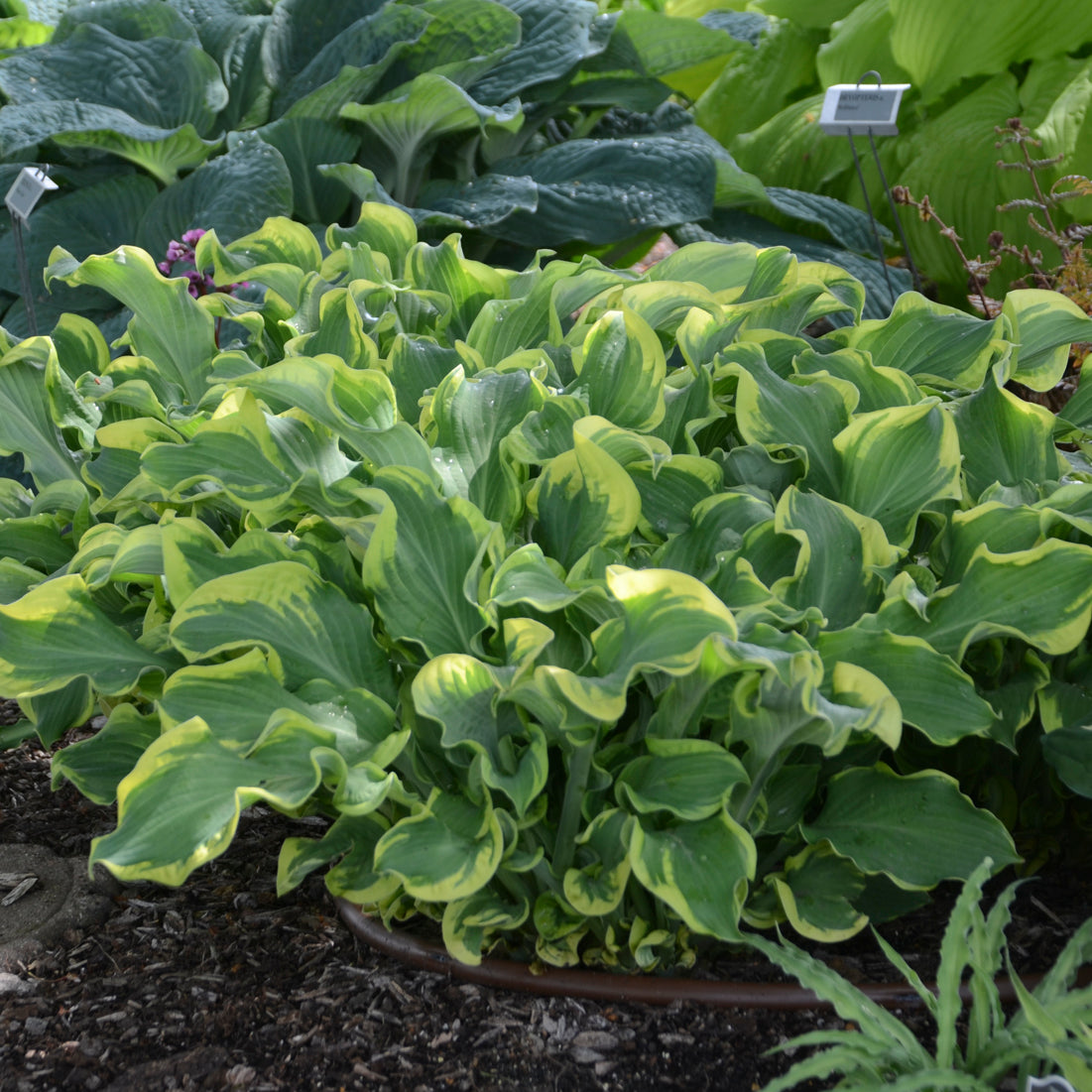 Hosta Shadowland® 'Wheee!' PP23565 PW® - Qt.