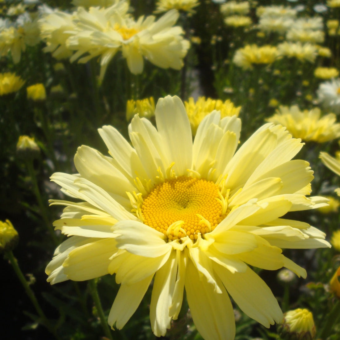 Leucanthemum superbum 'Real Dream' PP25664 Dwarf Shasta Daisy - Qt.