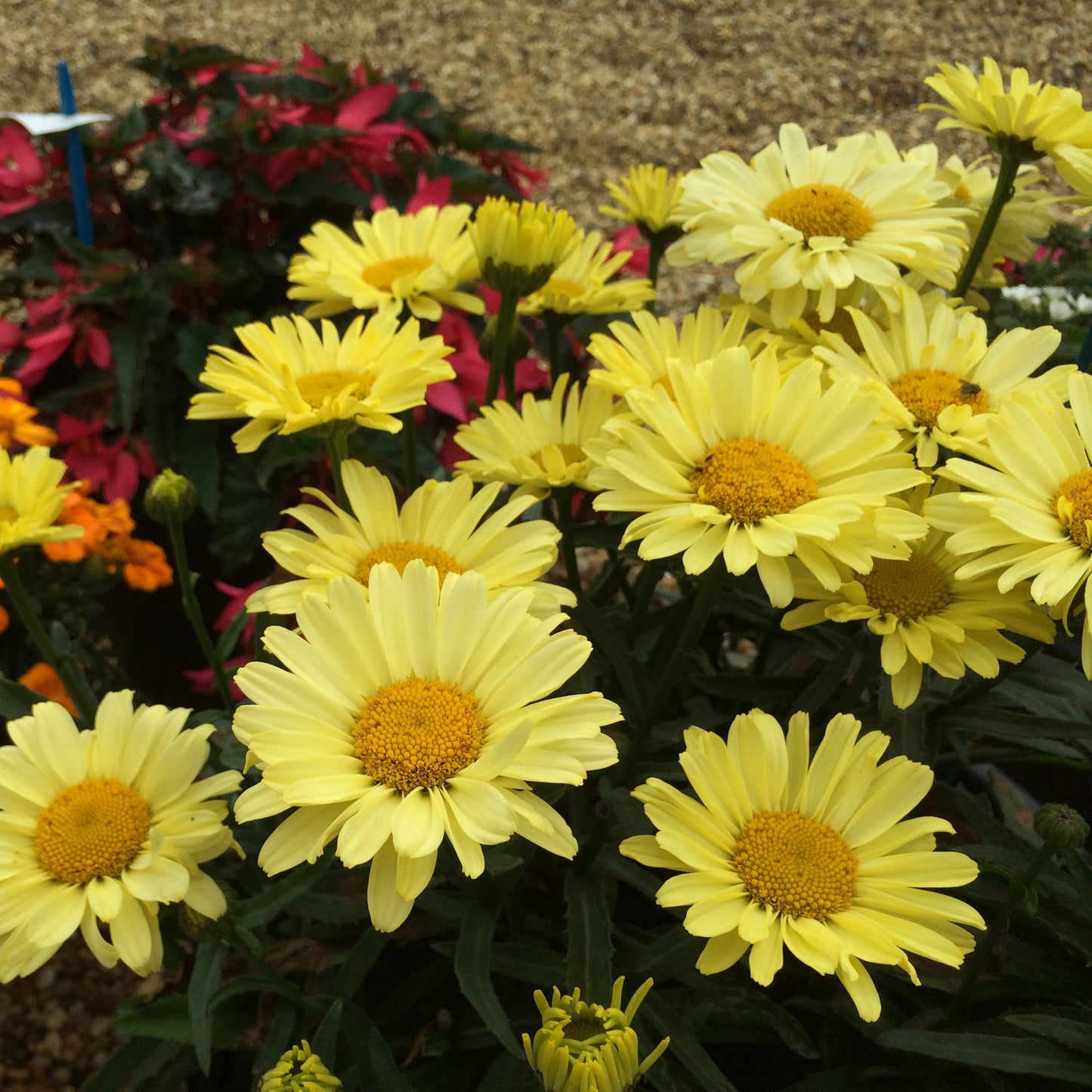 Leucanthemum superbum 'Real Sunbeam' PP27717 Dwarf Shasta Daisy - Qt.