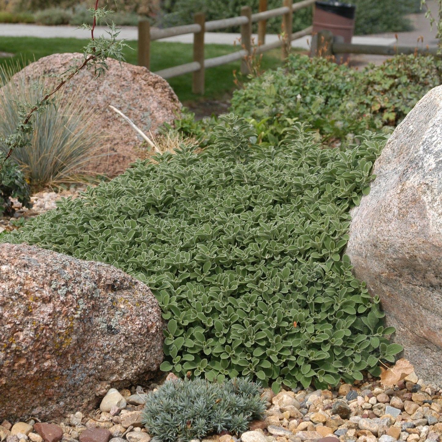 Marrubium rotundifolium Silverheels Horehound - 4.5"