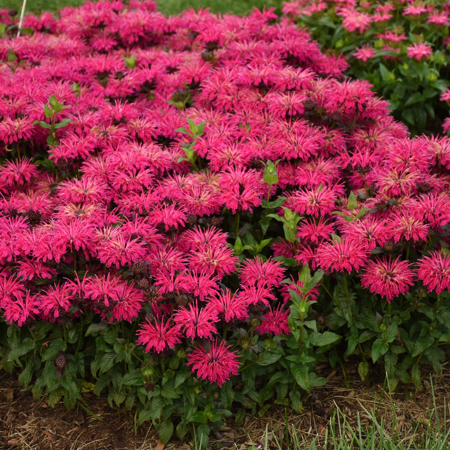 Monarda 'Leading Lady Razzberry' PP34130 PW®