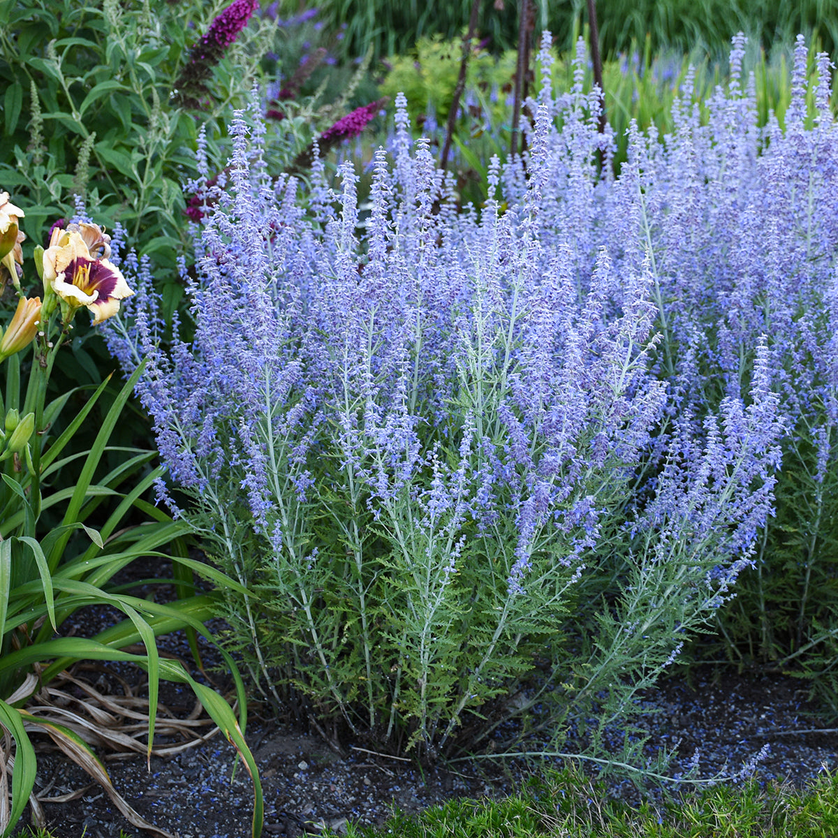 Perovskia atriplicifolia 'Blue Jean Baby' PP29281 Russian Sage - #1