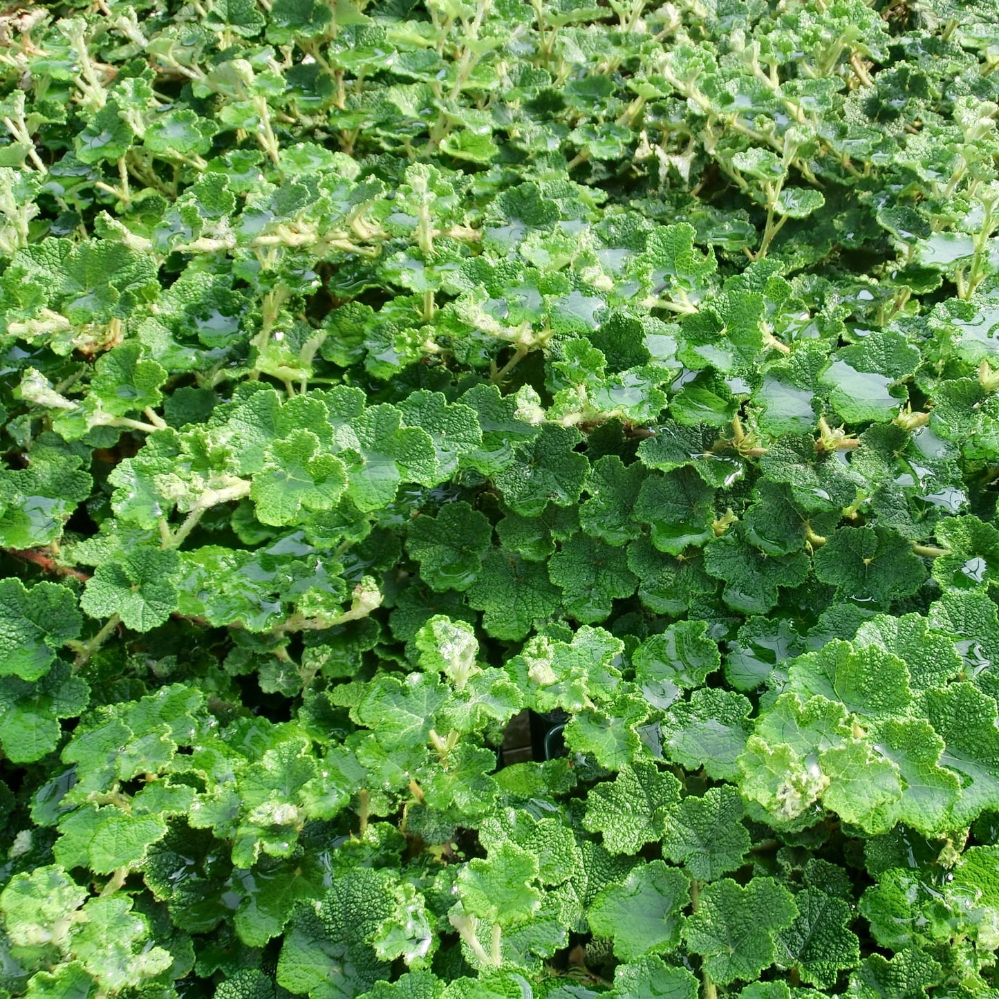 Rubus calycinoides Creeping Raspberry - #1