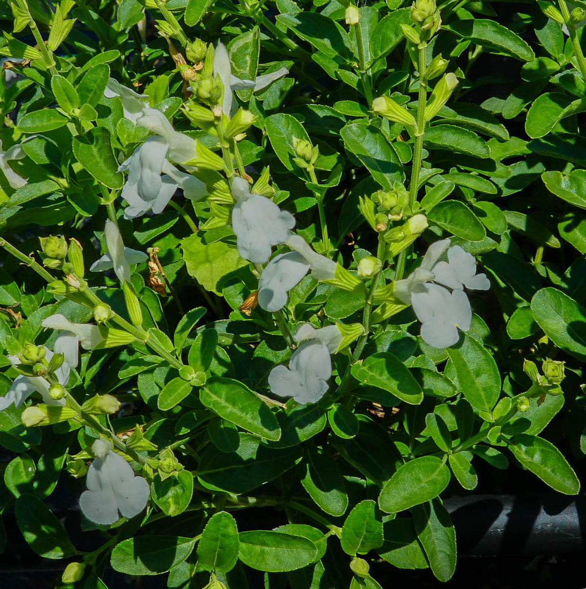 Salvia nemorosa 'Lyrical White' PP21243 - Qt.