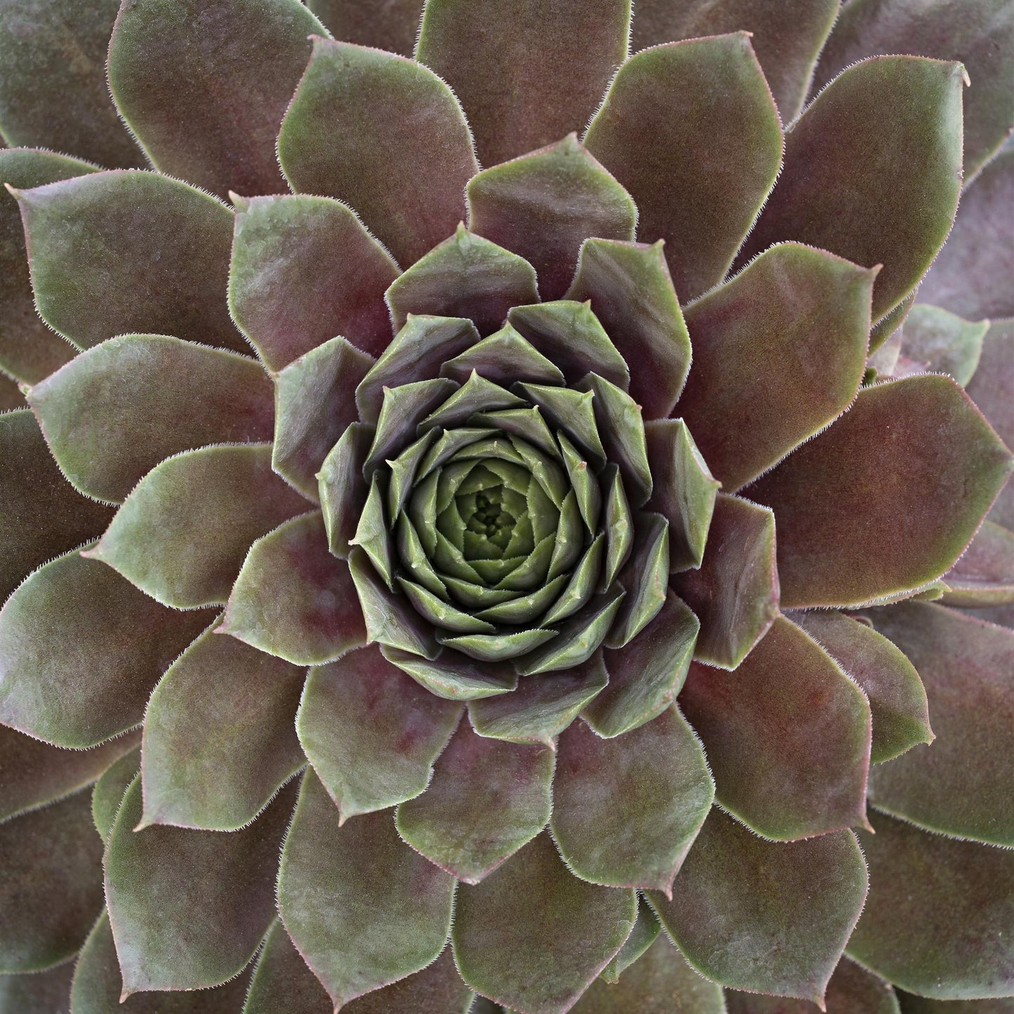 Sempervivum Supersemp® 'Ruby' - 4.5"