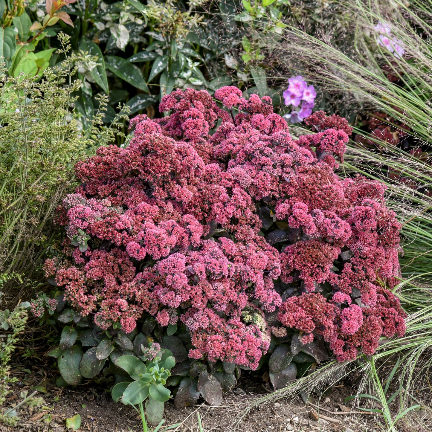 Sedum Rock 'n' Grow® 'Midnight Velvet'  PPAF  PW® -#1