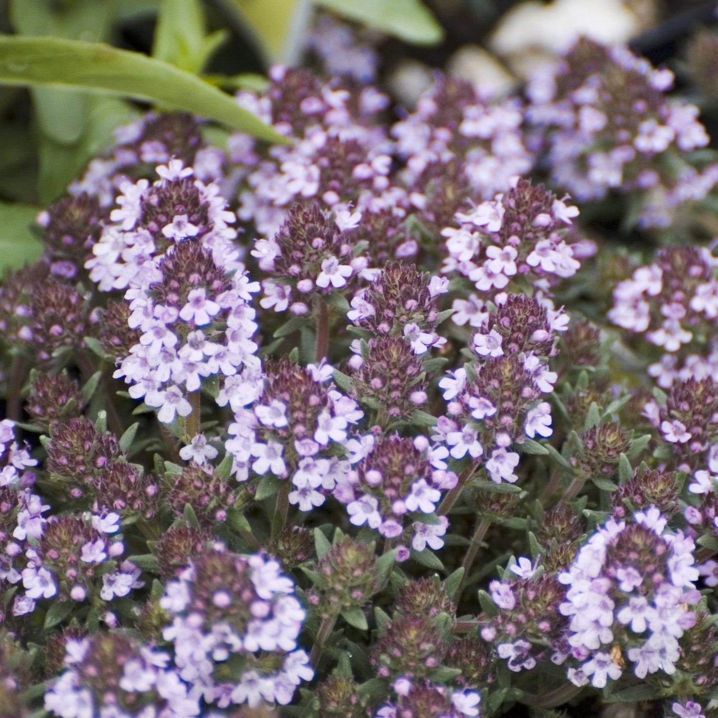 Thymus neiceffii 'Juniper' Juniper Leafed Thyme - 4.5"