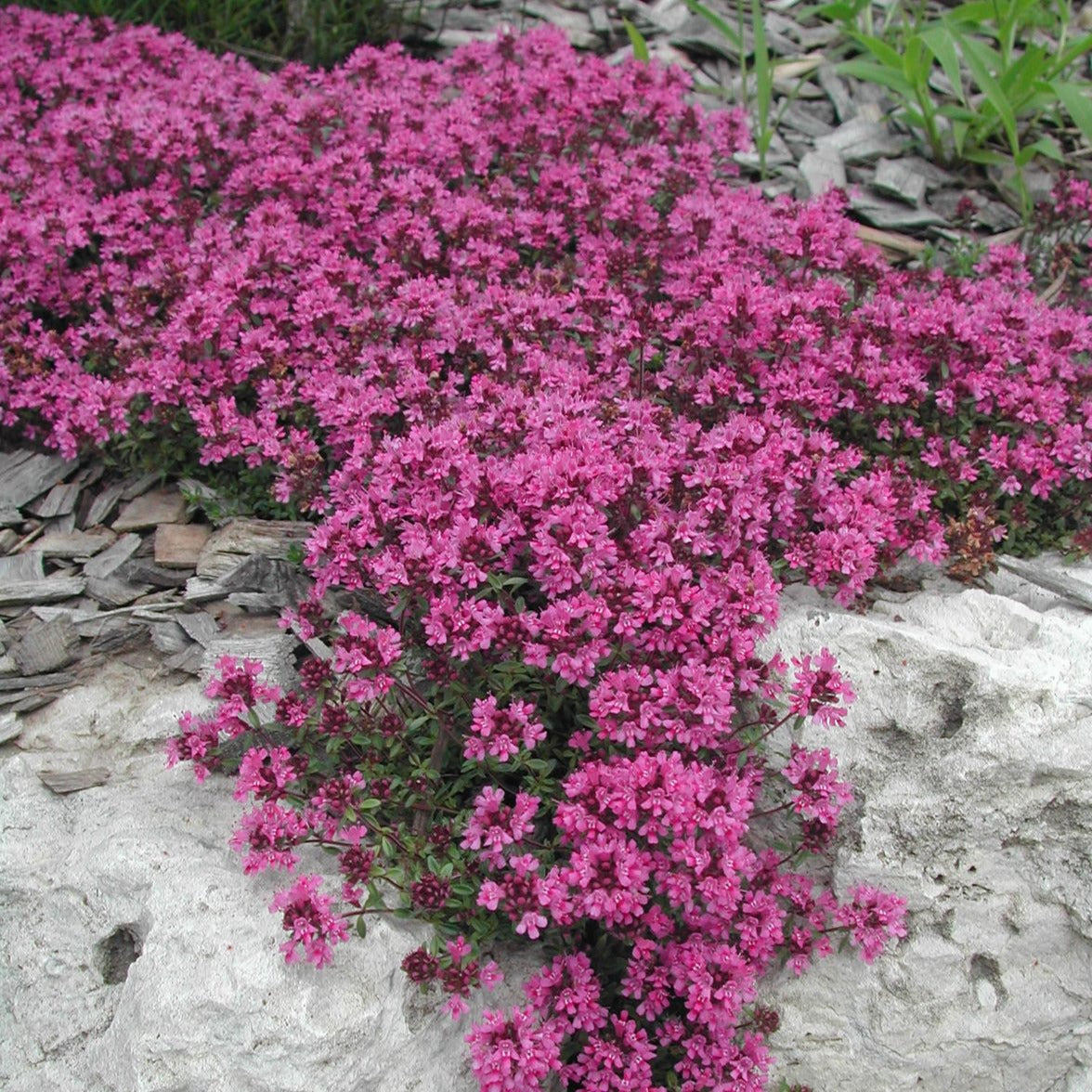 Thymus praecox 'Coccineus'  Red Creeping Thyme - Qt.