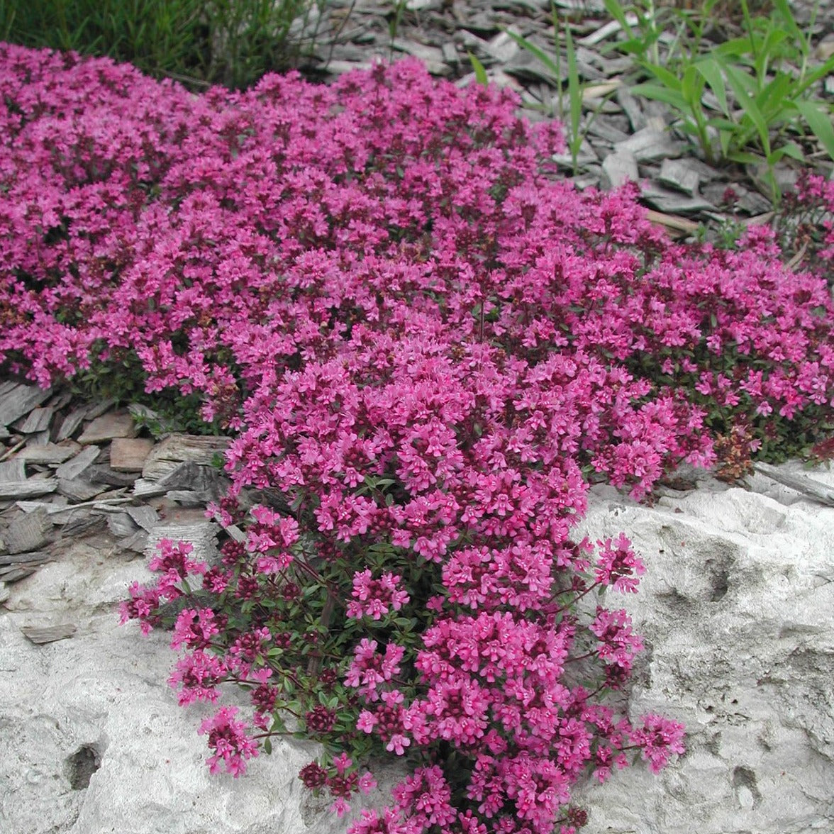 Thymus praecox 'Coccineus' Red Creeping Thyme - 4.5"