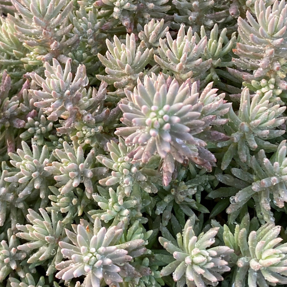 Sedum Tight and Tidy™ Blue Angelina™ - 4.5"