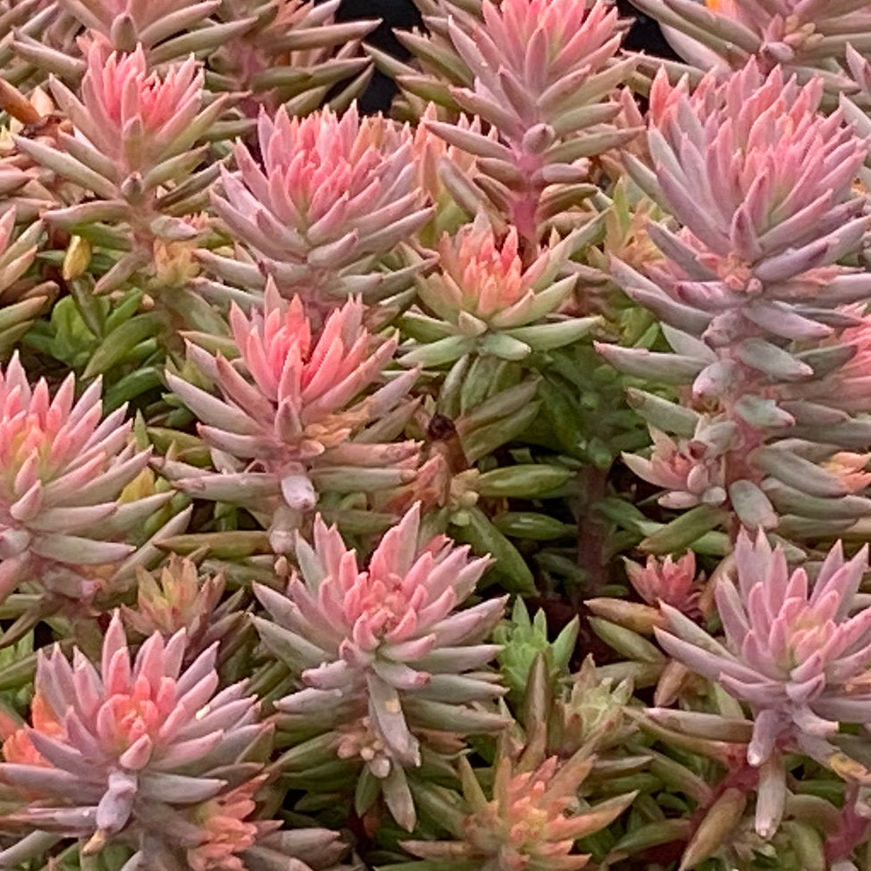 Sedum Tight and Tidy™ Pink Angelina™ - 4.5"