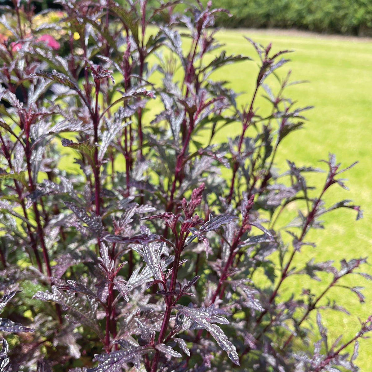 Verbena 'Oriental Magic' - #1