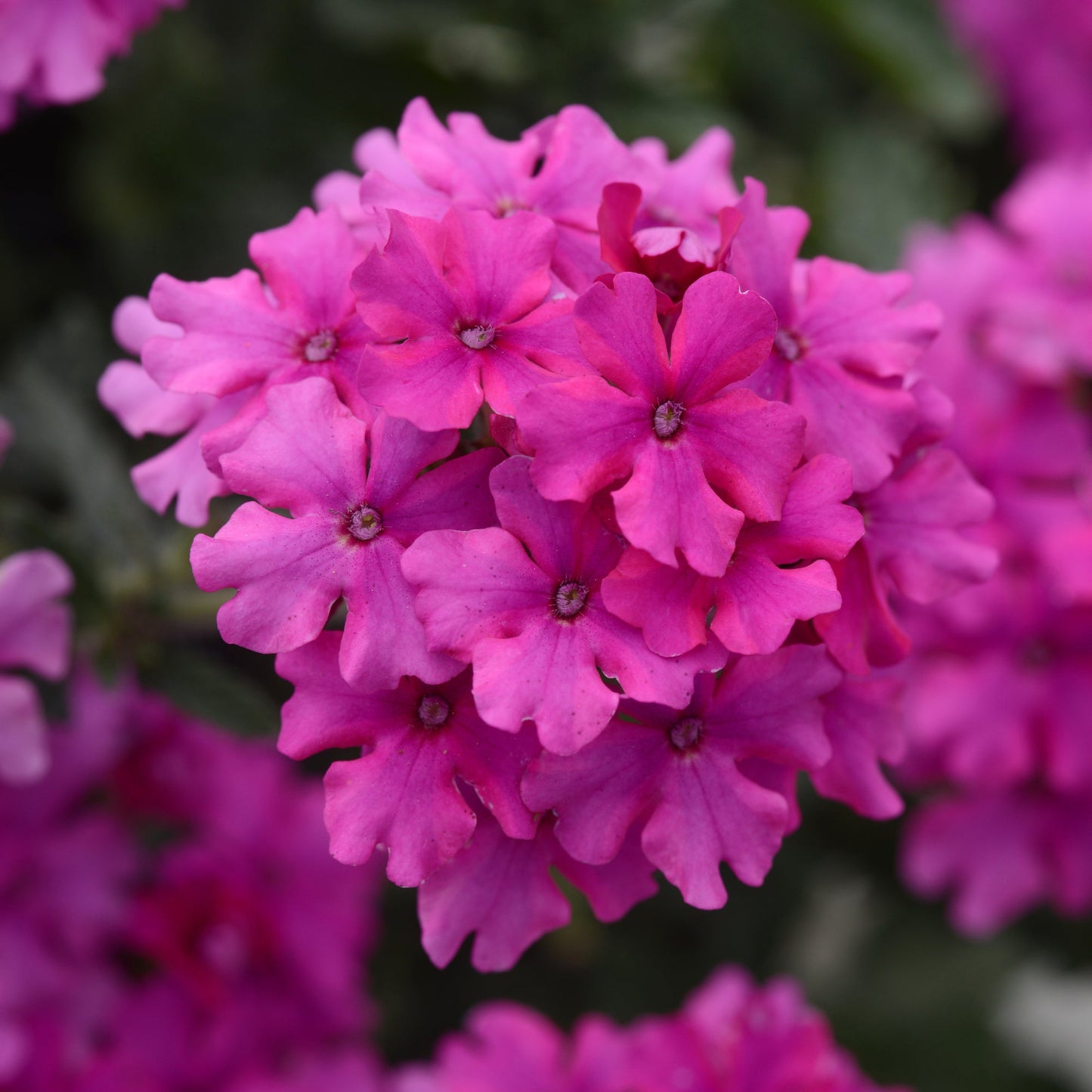 Verbena 'EnduraScape™ Magenta' Creeping Verbena - 4"