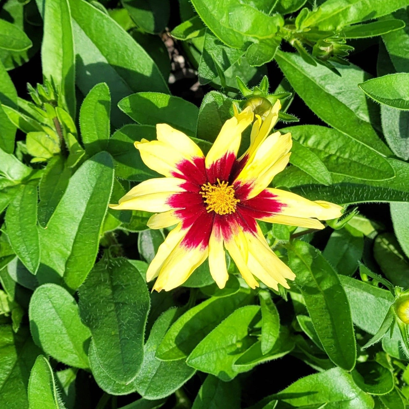 Coreopsis x 'Superstar' PP30805 - #1