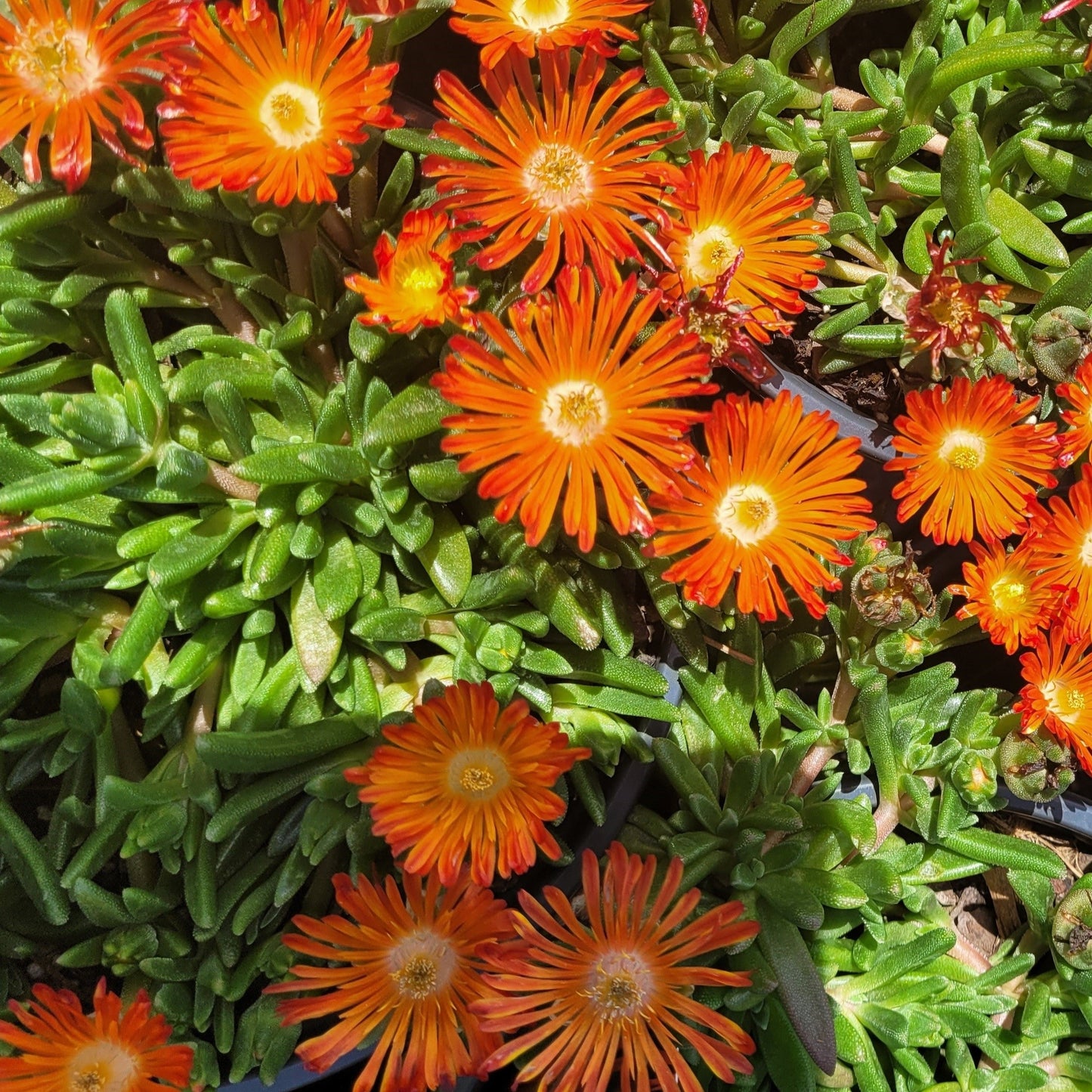 Delosperma Ocean Sunset™ 'Orange Vibe' PPAF - #1