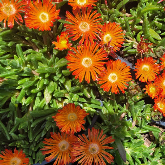 Delosperma Ocean Sunset™ 'Orange Vibe' PPAF - #1