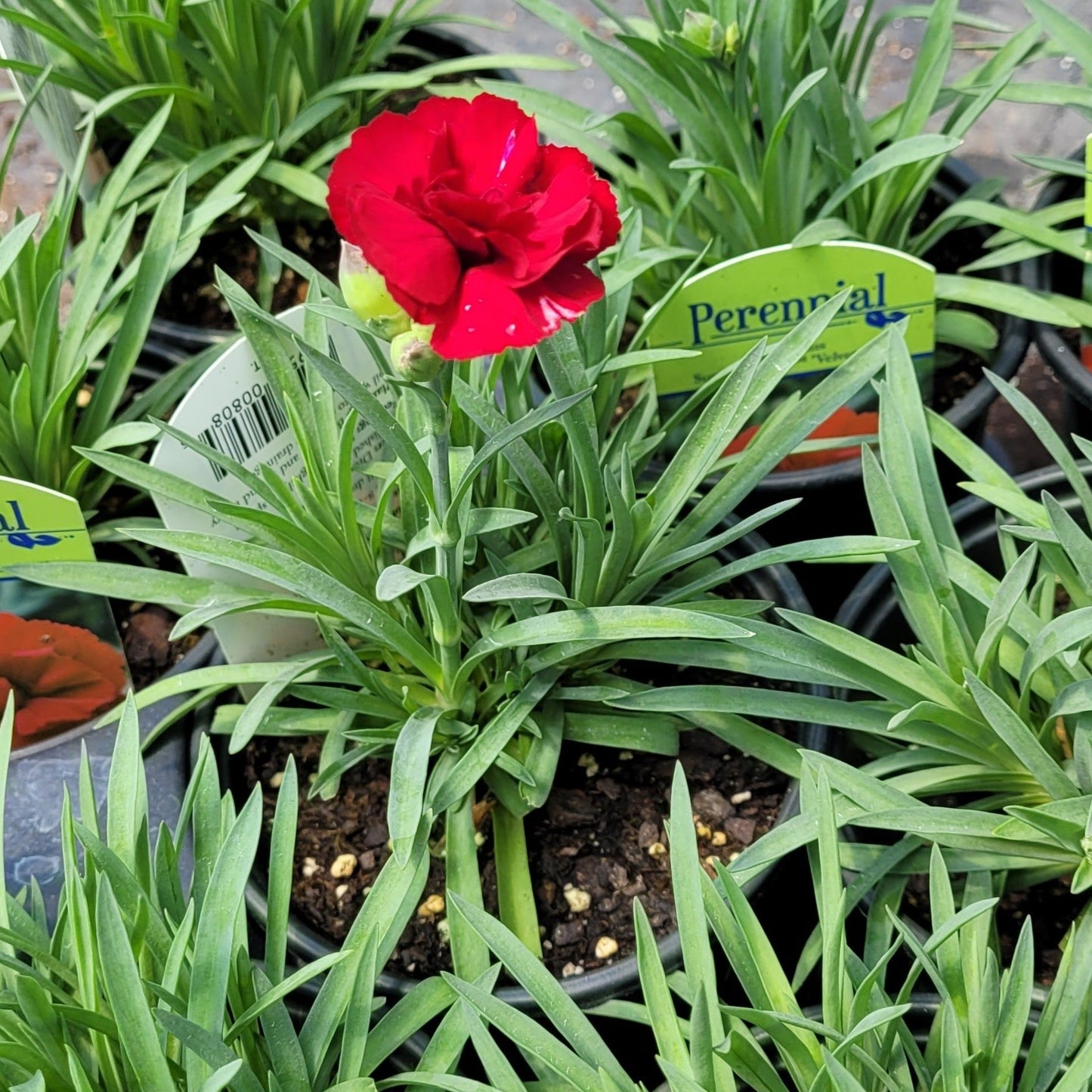 Dianthus 'SuperTrouper™ Velvet Red' - Qt.