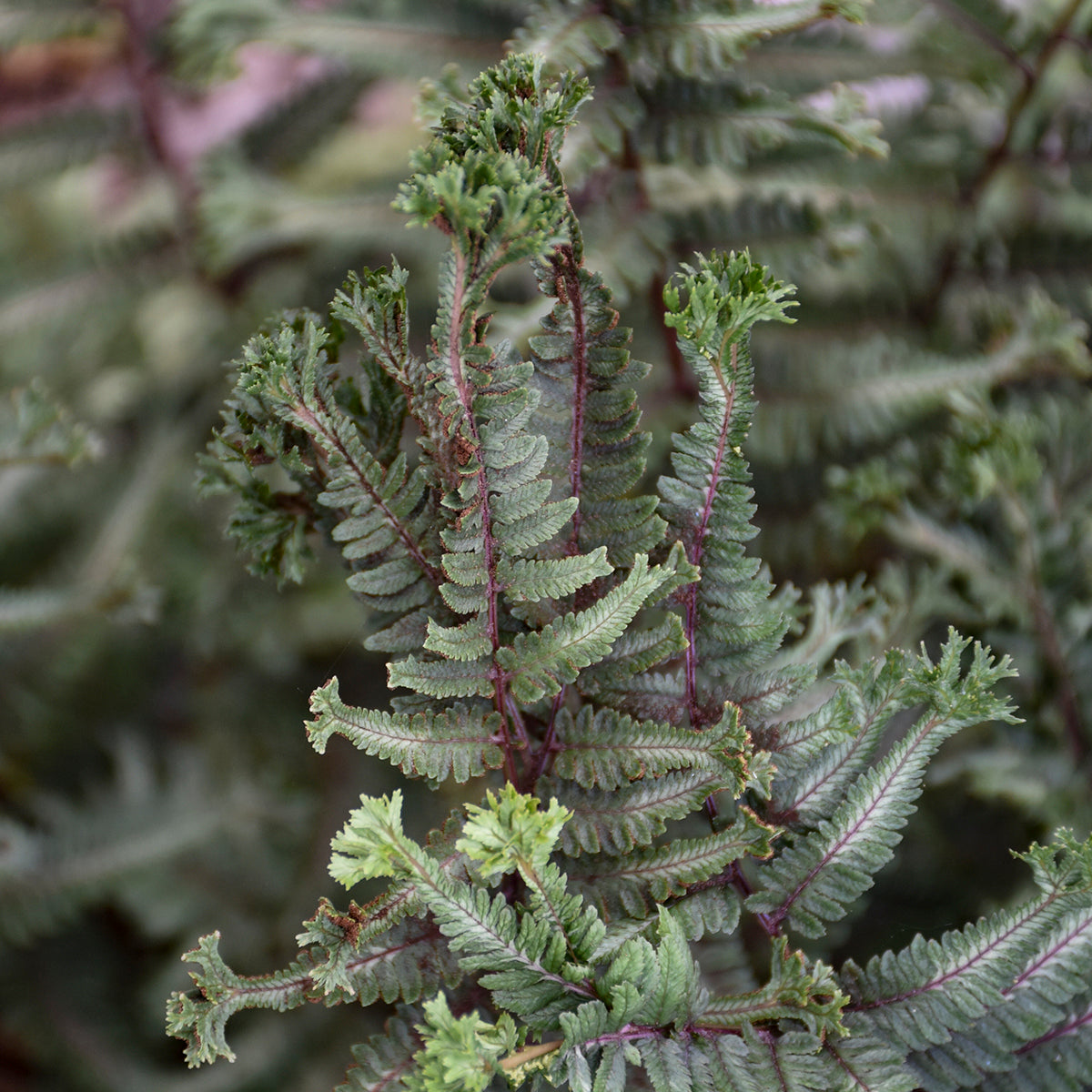 Fern: Athyrium niponicum 'Crested Surf' PP33057 PW Japanese Painted Fern - #1