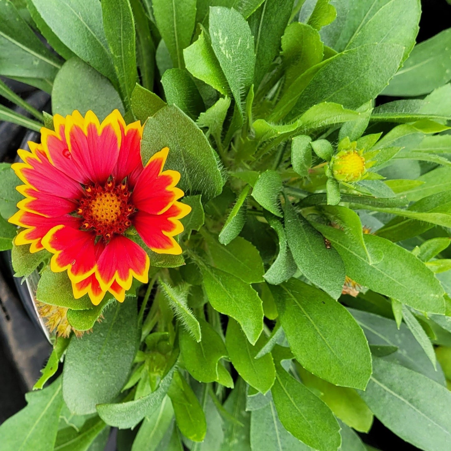 Gaillardia 'SpinTop Orange Halo' Blanket Flower - #1