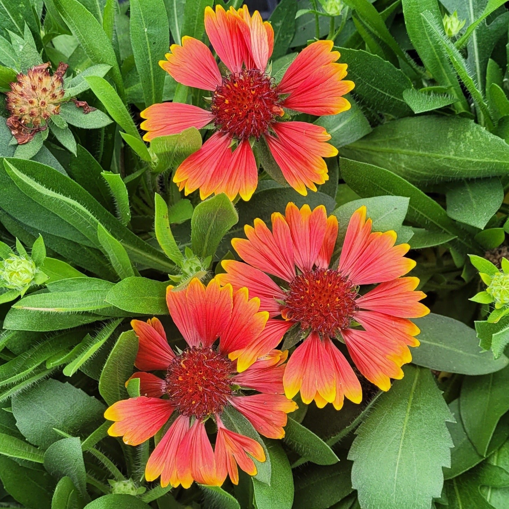 Gaillardia spintop best sale red starburst