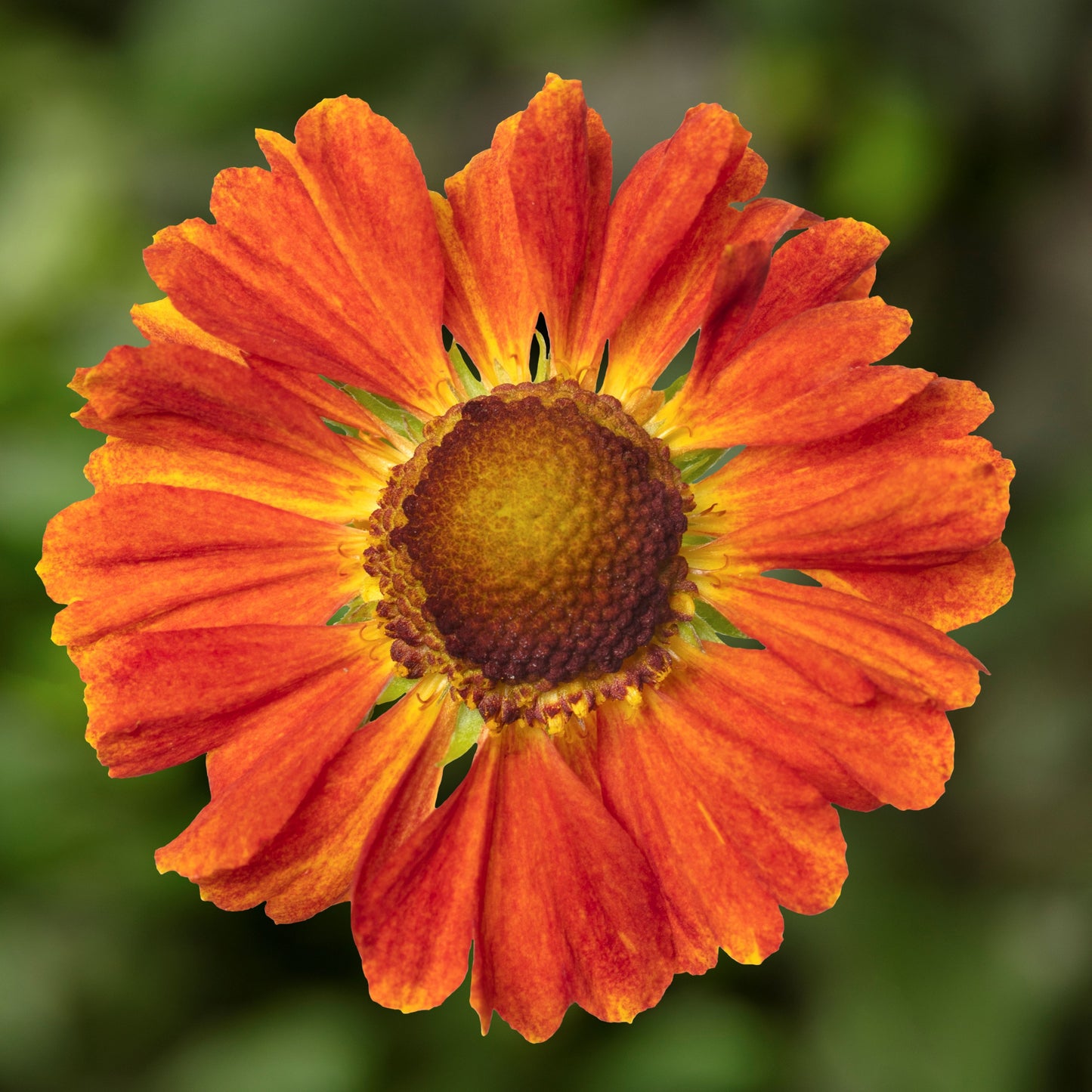 Helenium HayDay™ ‘Orange’ - Qt.