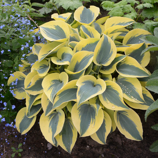 Hosta Shadowland® 'Autumn Frost' PP23224 PW® - Qt.