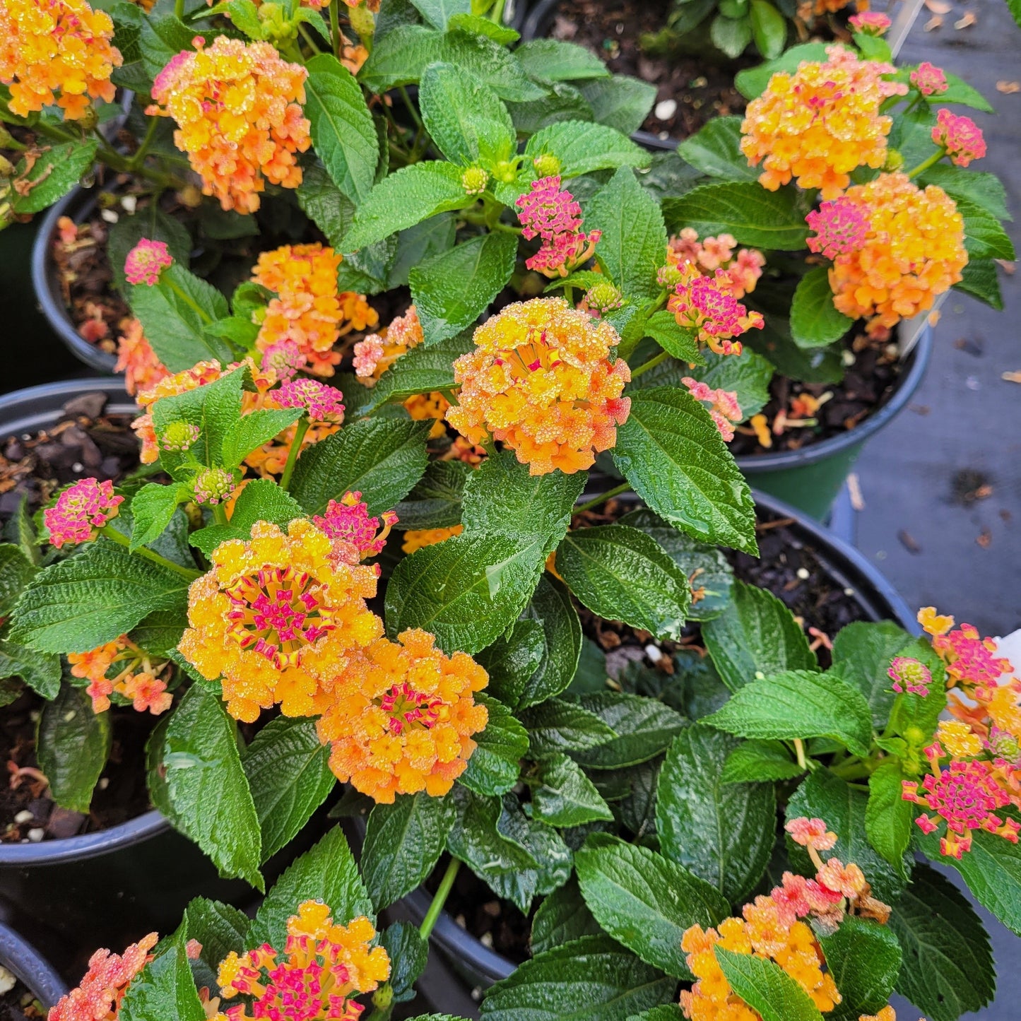 Lantana x 'Bright Orange' - #1