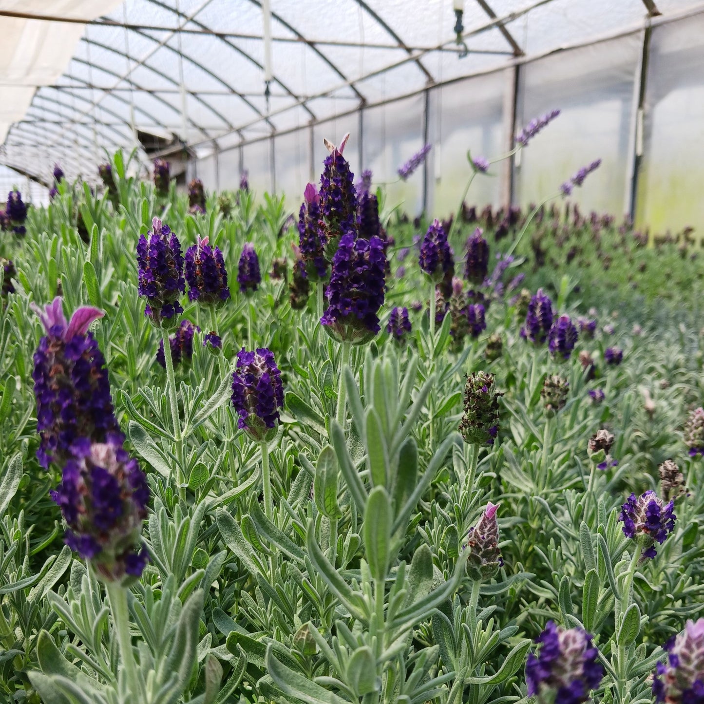 Lavandula 'La Diva Big Night' Lavender - Qt.